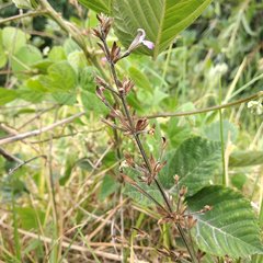 Dicliptera peduncularis