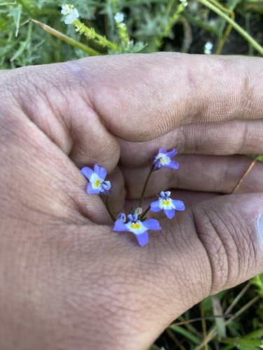 iNaturalist observation photo of folded calicoflower