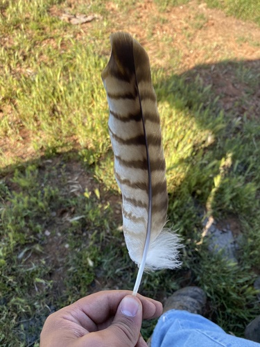 iNaturalist observation photo of Red-tailed Hawk