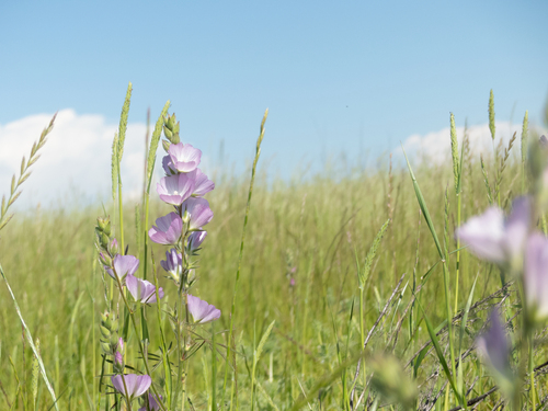 iNaturalist observation photo of Annual Checkerbloom