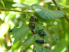 Chrysomela interrupta