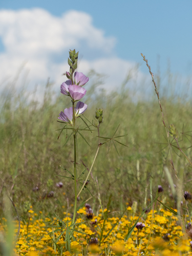 iNaturalist observation photo of Annual Checkerbloom