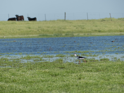 iNaturalist observation photo of Black-necked Stilt