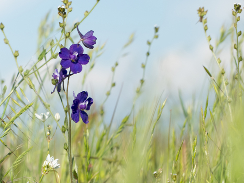 iNaturalist observation photo of royal larkspur