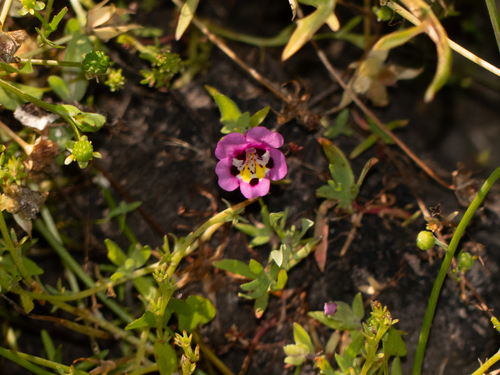 iNaturalist observation photo of tricolor monkeyflower