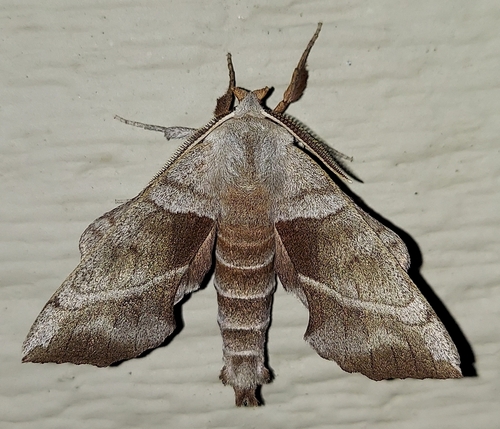 Walnut Sphinx photo 4