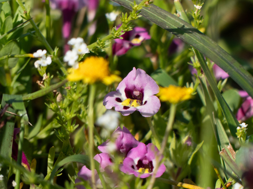 iNaturalist observation photo of tricolor monkeyflower