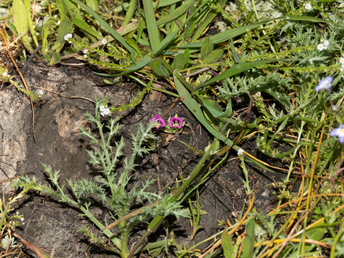 iNaturalist observation photo of tricolor monkeyflower