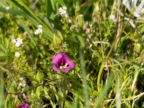 iNaturalist observation photo of tricolor monkeyflower