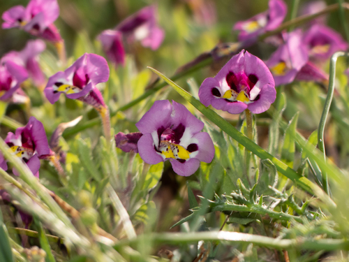 iNaturalist observation photo of tricolor monkeyflower