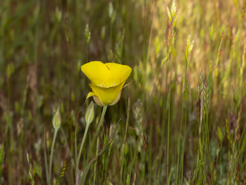 iNaturalist observation photo of Yellow Mariposa Lily