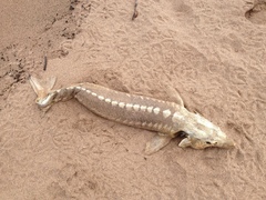 Acipenser fulvescens