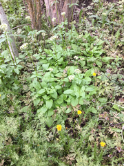 Valeriana occidentalis