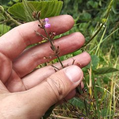 Dicliptera peduncularis
