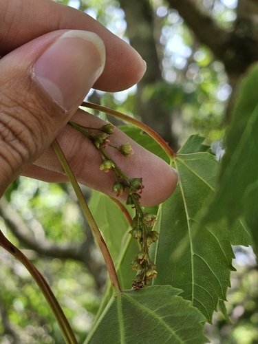 Image of Acer morrisonense by (c) Yu-Chang Chen, some rights reserved (CC BY)
