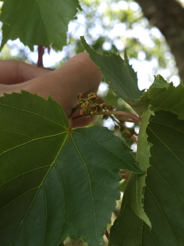 Image of Acer morrisonense by (c) Yu-Chang Chen, some rights reserved (CC BY)