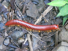 Rhinocricidae
