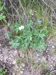 Geranium viscosissimum