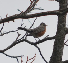 Turdus migratorius