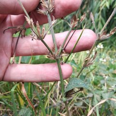 Dicliptera peduncularis