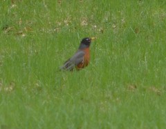 Turdus migratorius