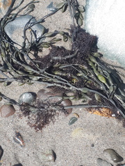 Vertebrata lanosa