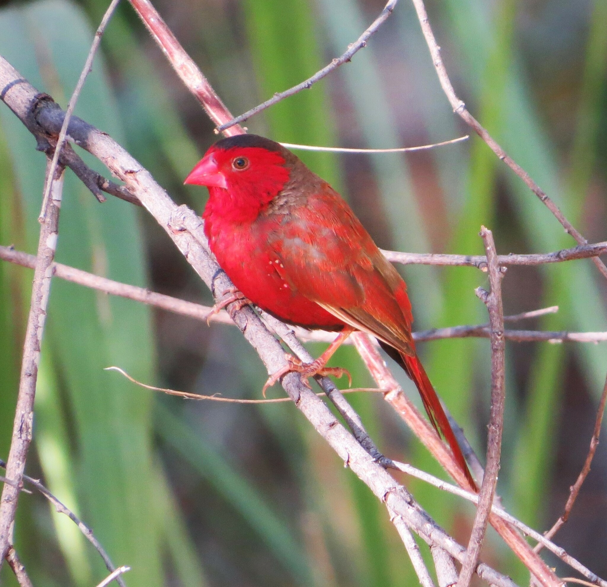 Crimson Finch (Neochmia phaeton)