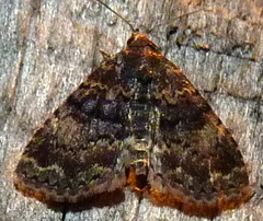 Metalectra richardsi