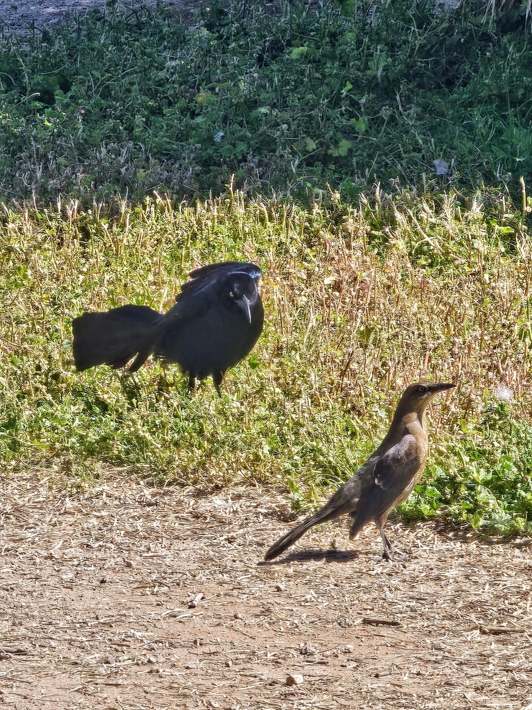 Great-tailed Grackle from Columbus Park, Tucson, AZ 85745, USA on April ...