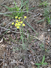 Lomatium triternatum