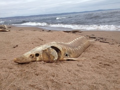 Acipenser fulvescens