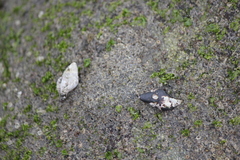 Ocenebrinae