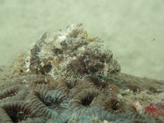Scorpaenopsis oxycephalus