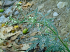 Parthenium bipinnatifidum