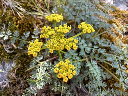 sweetscented biscuitroot (Lomatium serpentinum)