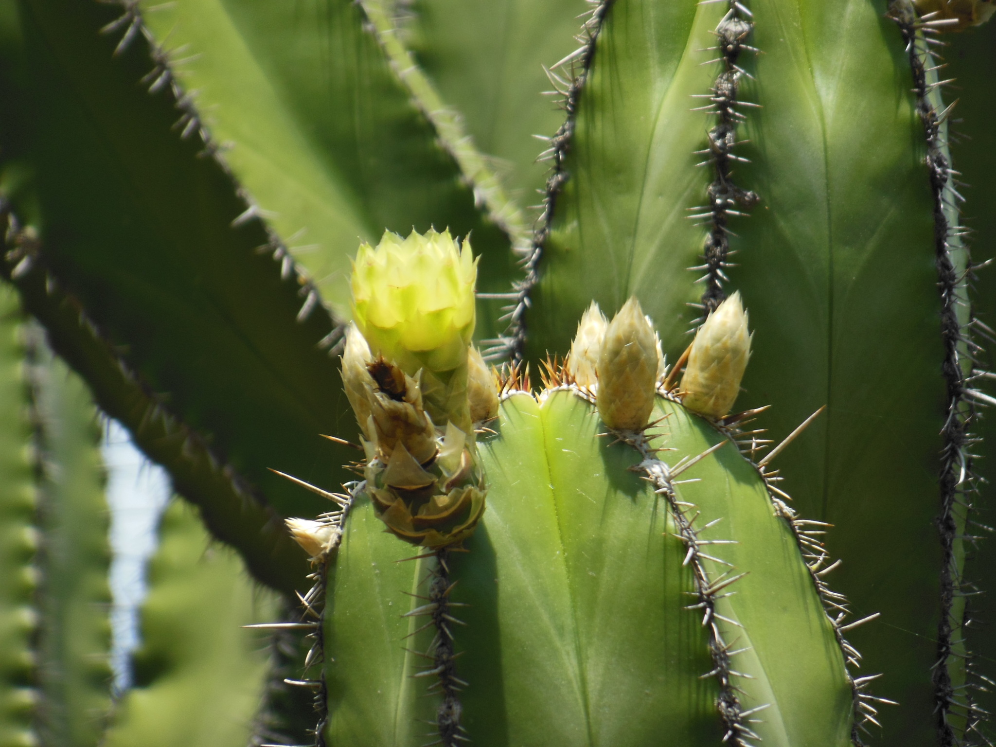 Escontria