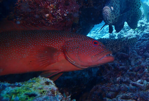 Leopard coral trout (Plectropomus leopardus) — Serranidae