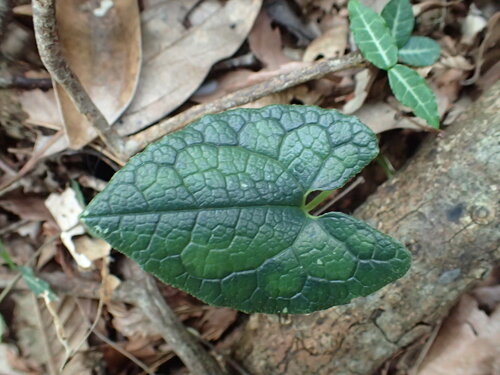 Asarum muramatsui iNat (2)