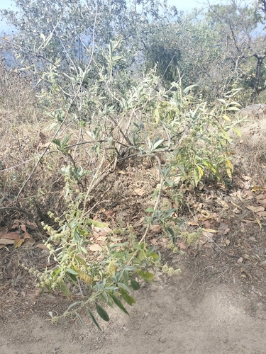 Image of Buddleja sessiliflora by no rights reserved