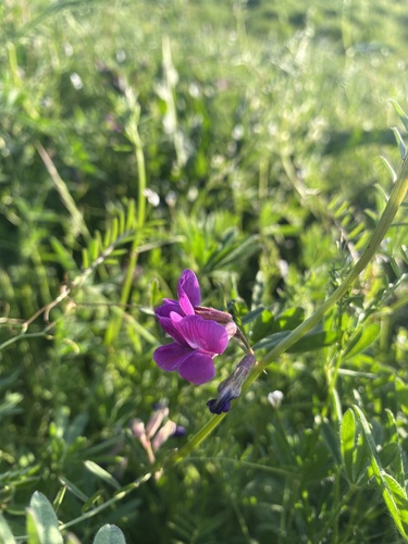 Vicia sativa iNat (2)