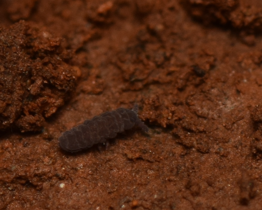 Pseudachorudina