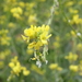Shortpod Mustard - Photo (c) R.J. Adams, some rights reserved (CC BY-NC), uploaded by R.J. Adams