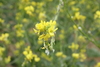 Shortpod Mustard - Photo (c) R.J. Adams, some rights reserved (CC BY-NC), uploaded by R.J. Adams