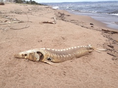 Acipenser fulvescens