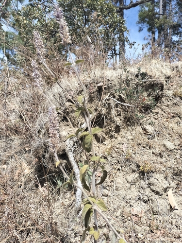 Image of Salvia lavanduloides by no rights reserved