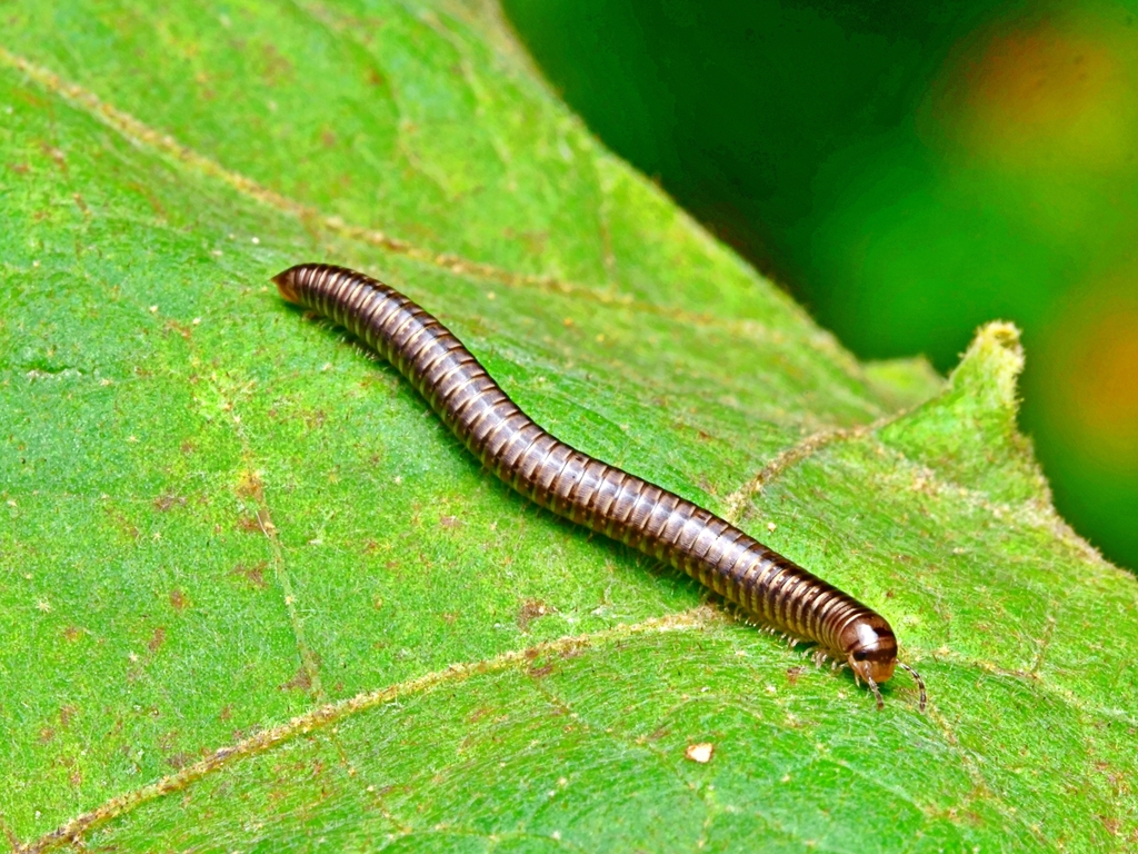 Julidae