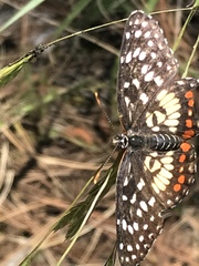 Chlosyne melitaeoides