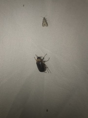 Phyllophaga bilobatata