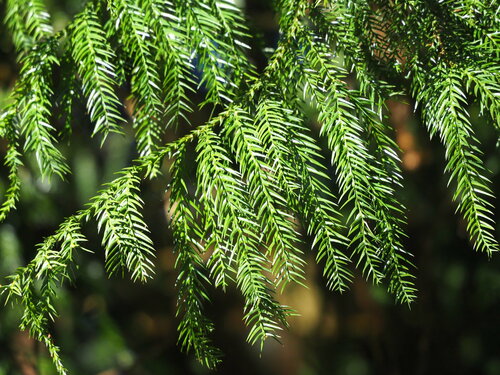 Taiwania cryptomerioides, photograph 6