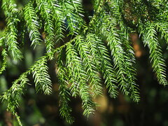 Taiwania cryptomerioides, photograph author not stated, no rights reserved